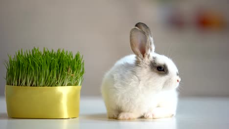 Adorable-fluffy-bunny-sitting-on-table-near-green-plant,-herbal-pet-nutrition