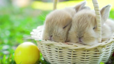 Kleine-braune-Osterhasen-holland-lop-schlafen-auf-Weidenkorb.