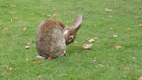 Hare-limpiando-él-mismo-al-aire-libre-en-el-campo-4K