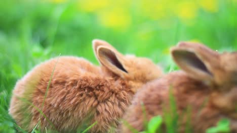 Rote-Kaninchen-fressen-Gras-in-den-Dickicht-der-Löwenzahn