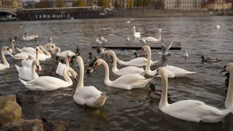 Schwäne-am-Ufer-der-Moldau-in-Prag