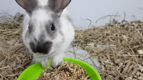 The-gray-rabbit-is-fed-by-feeding-through-a-large-muzzle.-The-rabbit-is-in-a-stainless-cage-with-food.-gray-rabbit-in-a-cage-looking-at-the-camera,-a-young-rabbit