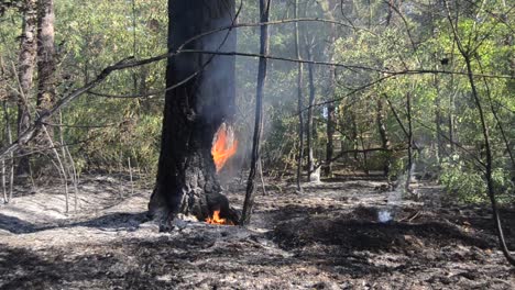 Feuer-im-Wald.