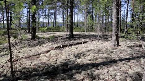 Blick-auf-eine-wilde-See-von-Rentier-Moss-Waldwiese