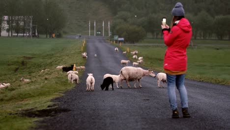 Back-view-of-young-woman-standing-on-the-road-and-taking-photos-of-sheep-grazing-on-the-field-o-smartphone