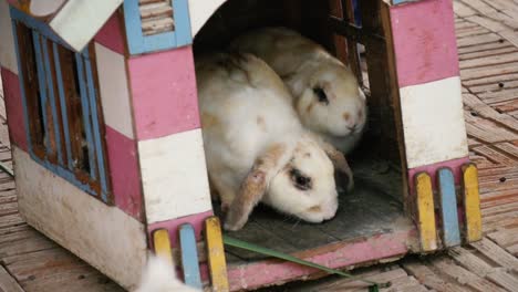 Adorable-family-bunny-in-a-big-wood-cage-at-farm-house.Slow-motion