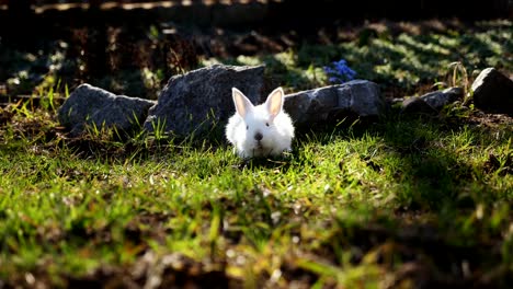 Easter-white-bunny-on-the-grass