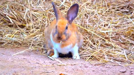 Kaninchen-Sie-auf-Boden,-Braue-Kaninchen-essen-grass