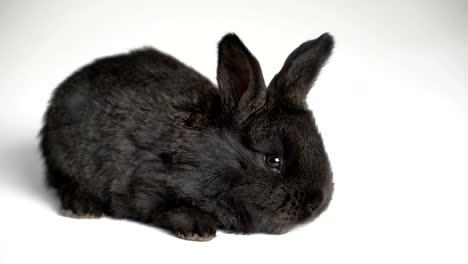 rabbit-or-bunny-on-white-background