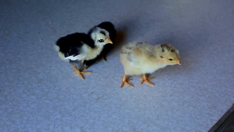 un-pequeño-pollo-recién-nacido-camina-sobre-una-mesa-de-madera-y-picotean-grano.