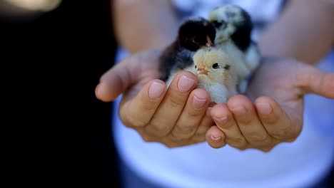 little-chickens-just-hatched-from-an-egg-on-a-woman's-palm.