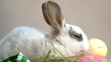 Fluffy-bunny-disfrutando-de-hierba-fresca,-sentado-en-la-cesta-con-huevos-de-Pascua,-símbolo