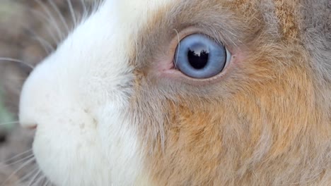 Eye-of-wild-rabbit.