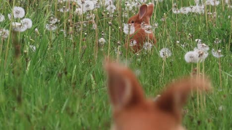 rabbits-run-among-dandelions