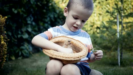 footage-farm-boy-holding-a-small-chick-in-the-hands-outdoor.