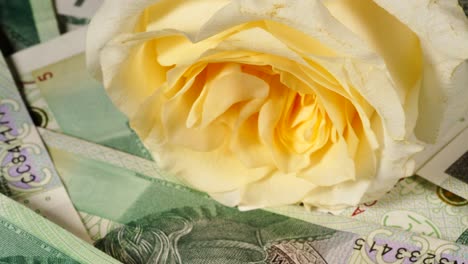 Polish-zloty-banknotes-and-rose-flower