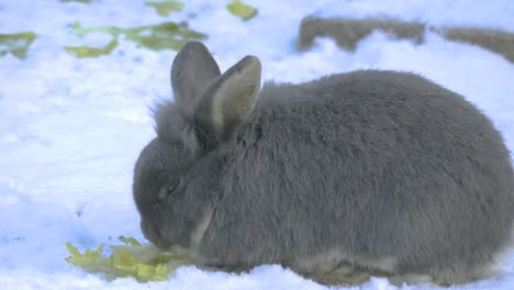 Grey-bunny-rabbit-in-snow