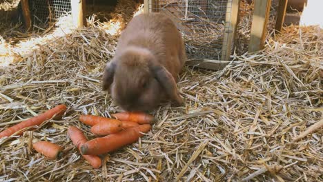 brown,-sweet-rabbit-eats-fresh-carrots-in-the-rabbit-hutch