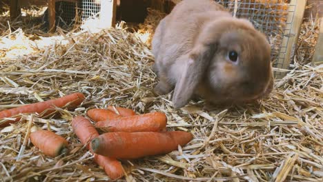 conejo-dulce-y-marrón-come-zanahorias-frescas-en-la-Hutch-de-conejo