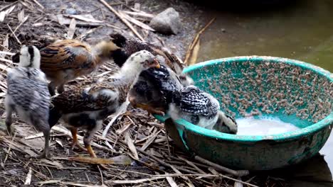 Many-chicks-are-eating-food