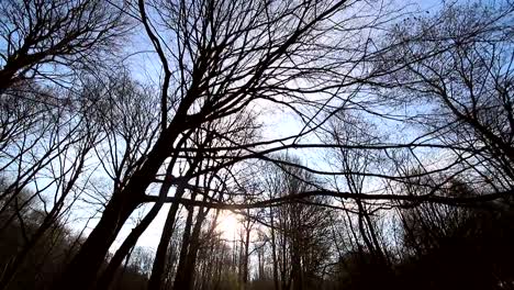 Kamerabewegung-zwischen-Bäumen-ohne-Blätter.-Die-Sonne-scheint-in-die-Kamera-gegen-den-blauen-Himmel-und-die-Äste.-Die-dunkle-Landschaft