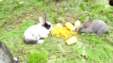 Los-conejos-jóvenes-comiendo-zanahoria-fresca-y-maíz