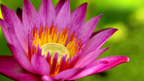 Moneda-de-oro-en-flor-de-loto-rosa