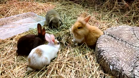 Rabbits-in-cage-are-eating-grass-on-the-farm-very-tasty-and-happy.