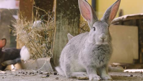 Un-conejo-comiendo-hierba-verde-en-el-prado-y-mira-alrededor-de-la-naturaleza-que-lo-rodea.