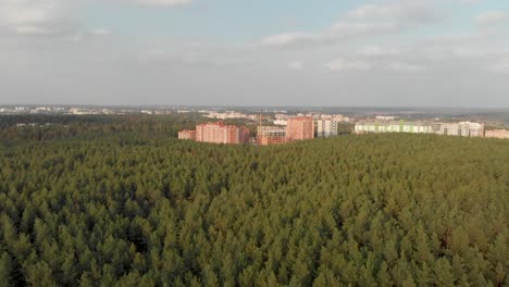 Pine-Forest-on-the-Outskirts-of-the-City.-Irpen.-Ukraine