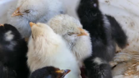 little-chicken-chicks-in-a-box,-chicks-of-different-colors,-Cute-tiny-chicks-in-different-colors,