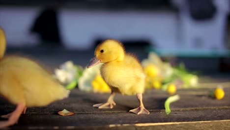 little-yellow-funny-duckling-and-summer-flower-bouquet