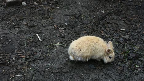 Kaninchen-stehen-auf-Boden-in-Käfig-im-freien