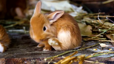 kleine-Kaninchen-Familie-im-Käfig