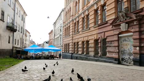 Grey-pigeons-looking-for-food-in-city-alley-with-graffiti-damaged-buildings