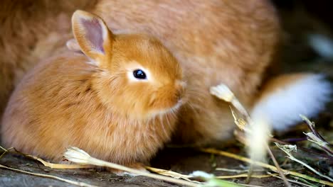 kleine-rote-Kaninchen-in-den-Käfig