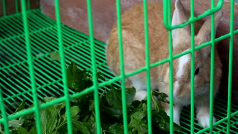 rabbit-eating-vegetable