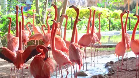 Flock-of-pink-flamingos-at-the-zoo