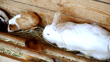 Kaninchen-und-Meerschweinchen-Essen