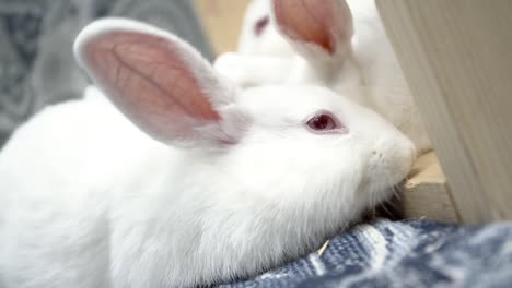 Linda-foto-de-conejo-de-pelo-blanco-y-negro.