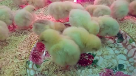 Cute-sleepy-newborn-chickens-on-contact-zoo