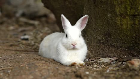 rabbits-eating-grass-on-the-floor-in-the-cage