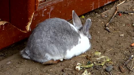 Big-fluffy-rabbit-eating-carrot-and-cabbage-in-country-yard