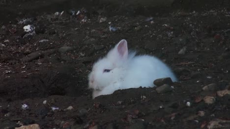 Adorable-rabbit-close-up