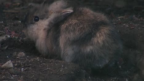 Adorable-rabbit-close-up