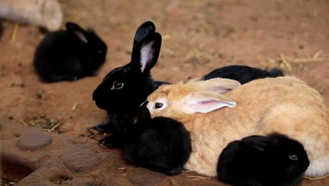 Closeup-eye-Animal-Bunny-or-Hare-or-Black-Rabbit-on-the-ground