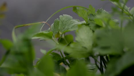 Green-Grass-Moving-on-Spring-Breeze