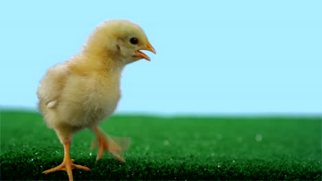 Baby-chicken-stands-alone-on-green-turf.-Medium-shot