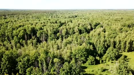 Aerial-view-of-picturesque-forest-landscape