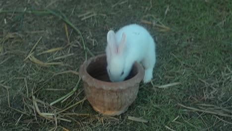 Rabbit-eating-and-nibbling-grass.